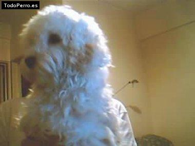 La foto del perro Charito Foto del perro Charito