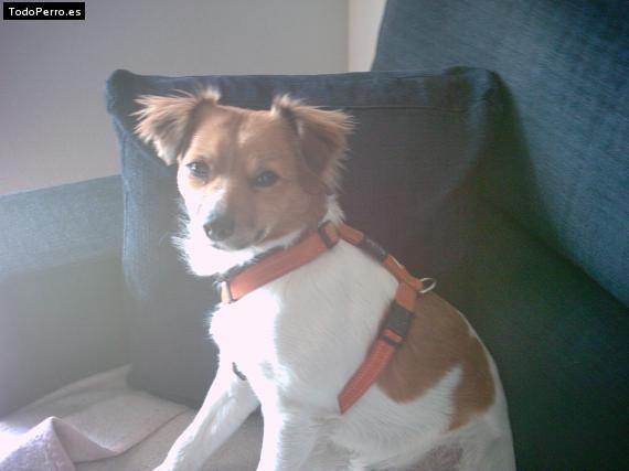 Foto del perro Troy