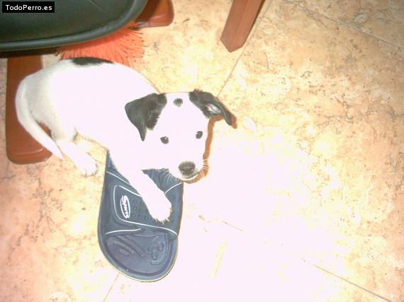 Foto del perro Troy