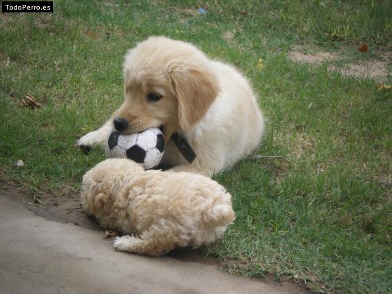 Foto del perro Uma