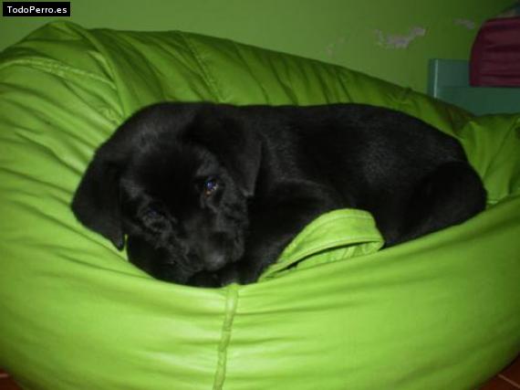 Foto del perro Blacky