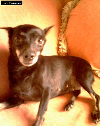 Foto del perro Sara