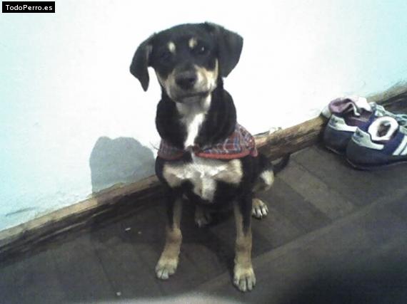 Foto del perro Chiquita