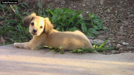 Foto del perro Luly