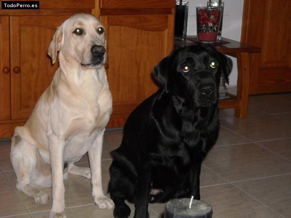 Foto del perro Roy y kira