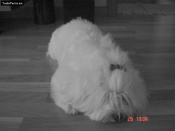 Foto del perro Hanna