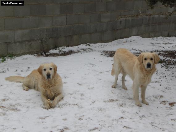 Foto del perro Zar y kaiser