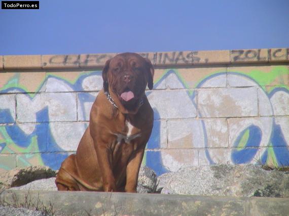 Foto del perro Neska