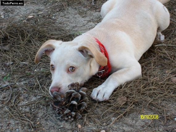 Foto del perro Melody