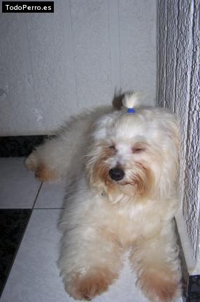 Foto del perro Renato
