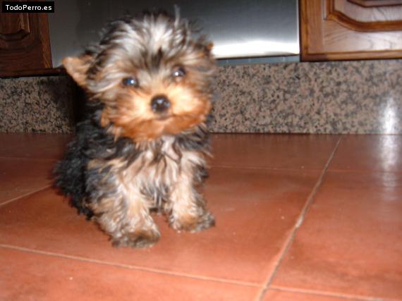 Foto del perro Brandy