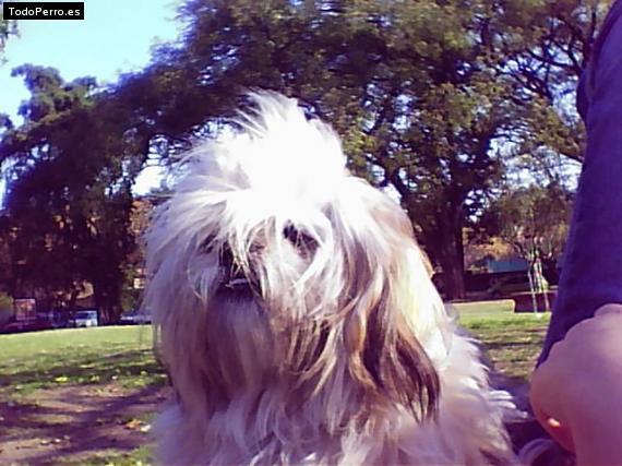 Foto del perro Sanson