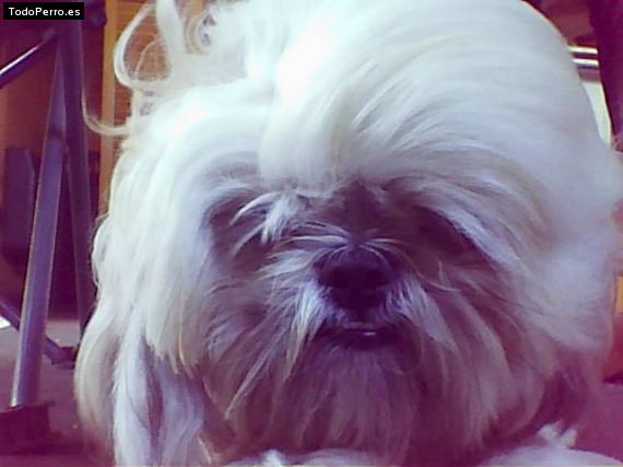 Foto del perro Sasi