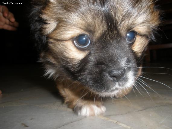 Foto del perro Capitan