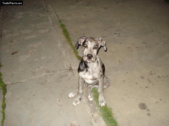 Foto del perro Sabina