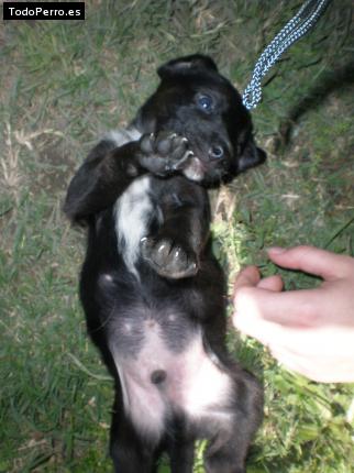 Foto del perro Rodys