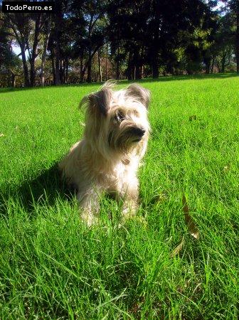 Foto del perro Flor