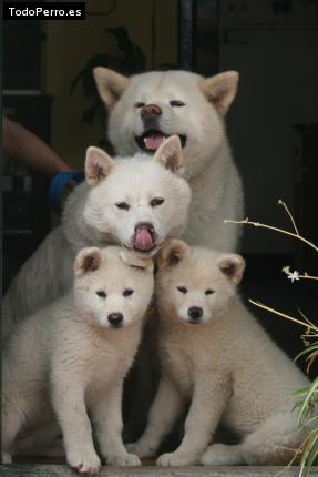 Foto del perro Oso y flia