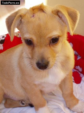Foto del perro Chirlo