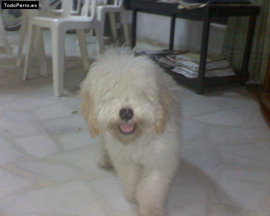 Foto del perro Toy