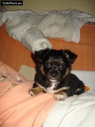 Foto del perro Capuli