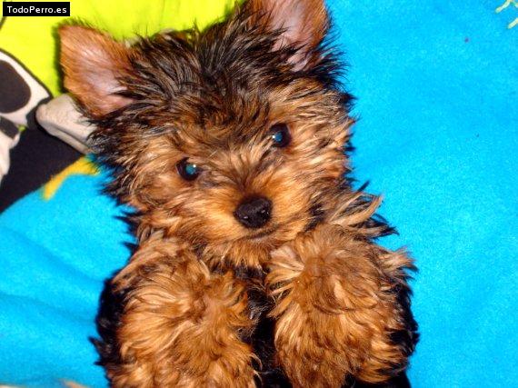 Foto del perro Mickey