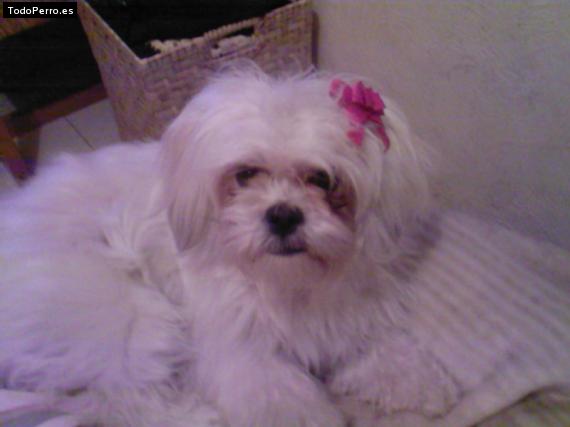 Foto del perro Cloty