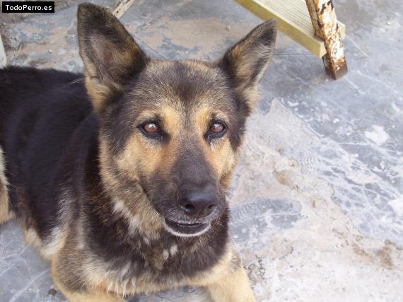 Foto del perro Cindy