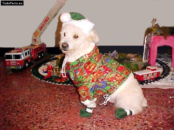 Foto del perro Tom
