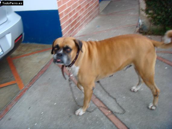Foto del perro Sultan
