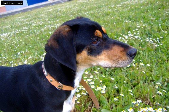 Foto del perro Trista