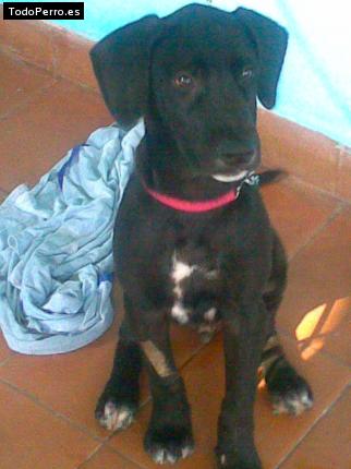 Foto del perro Blacky