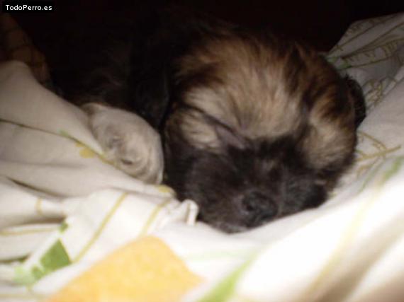 Foto del perro Choe