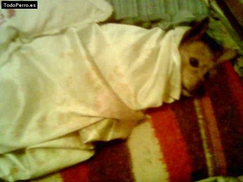 Foto del perro Shasha