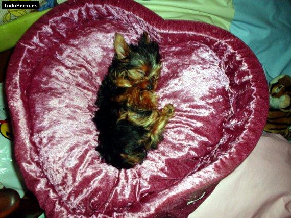 Foto del perro Tyson