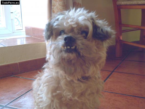 Foto del perro Romario