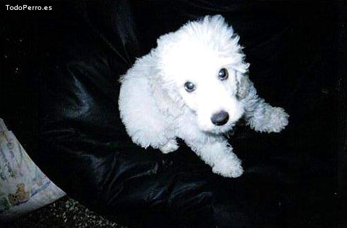 Foto del perro Chamuel