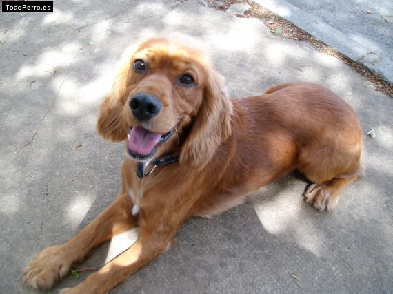 Foto del perro Canelo