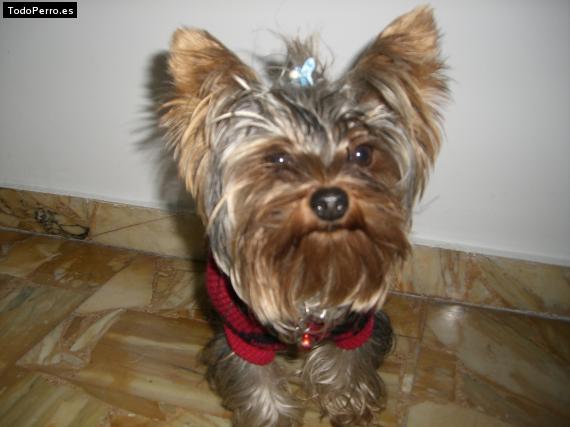 Foto del perro Toddy