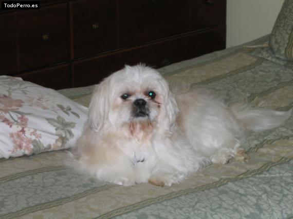 Foto del perro Ruffy