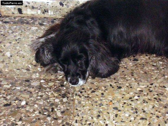 La foto del perro Chary Foto del perro Chary