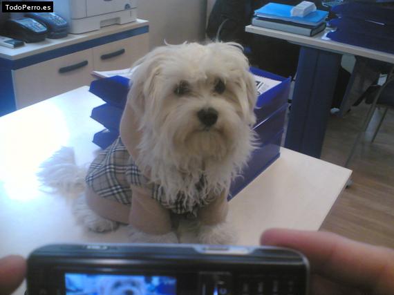 Foto del perro Chico