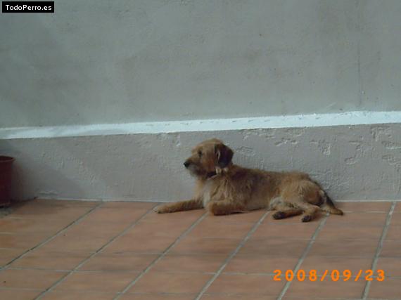Foto del perro Chusky
