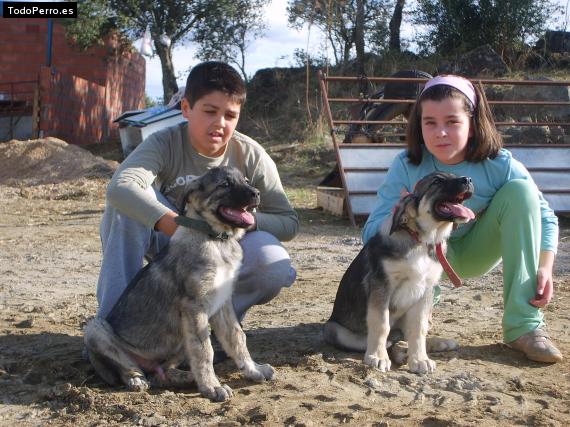 Foto del perro Nico  y atila