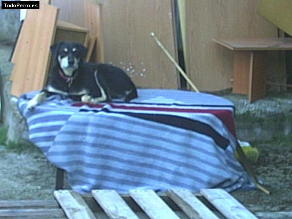 Foto del perro Tom