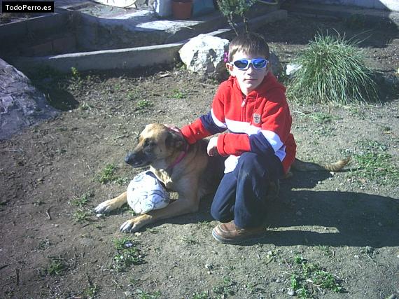 Foto del perro Rundy