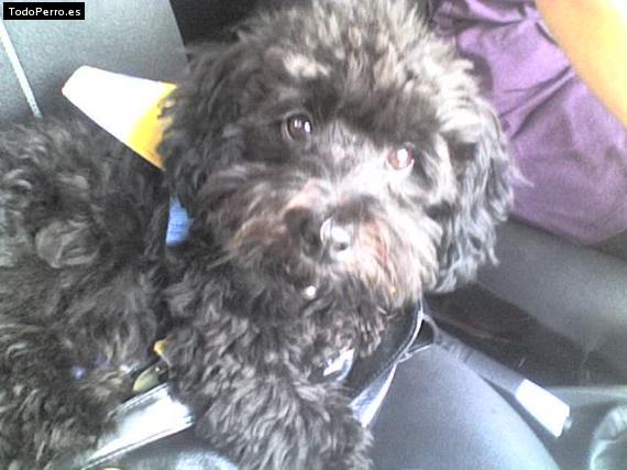 Foto del perro Tommy