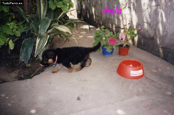 Foto del perro Gala