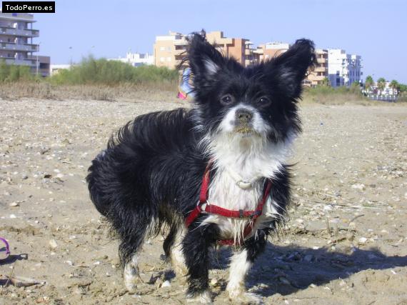 Foto del perro Treisy