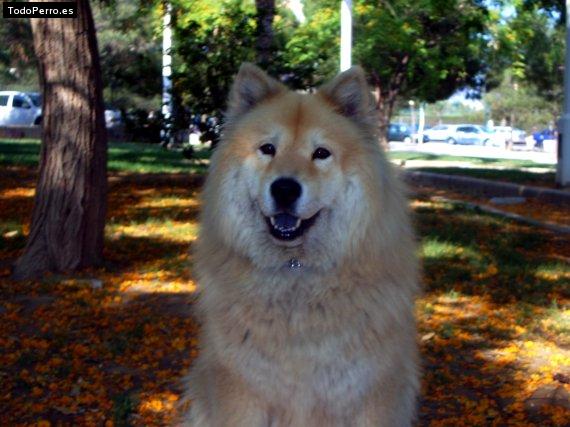 Foto del perro Nana